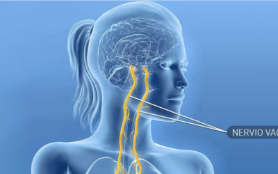 EL NERVIO VAGO