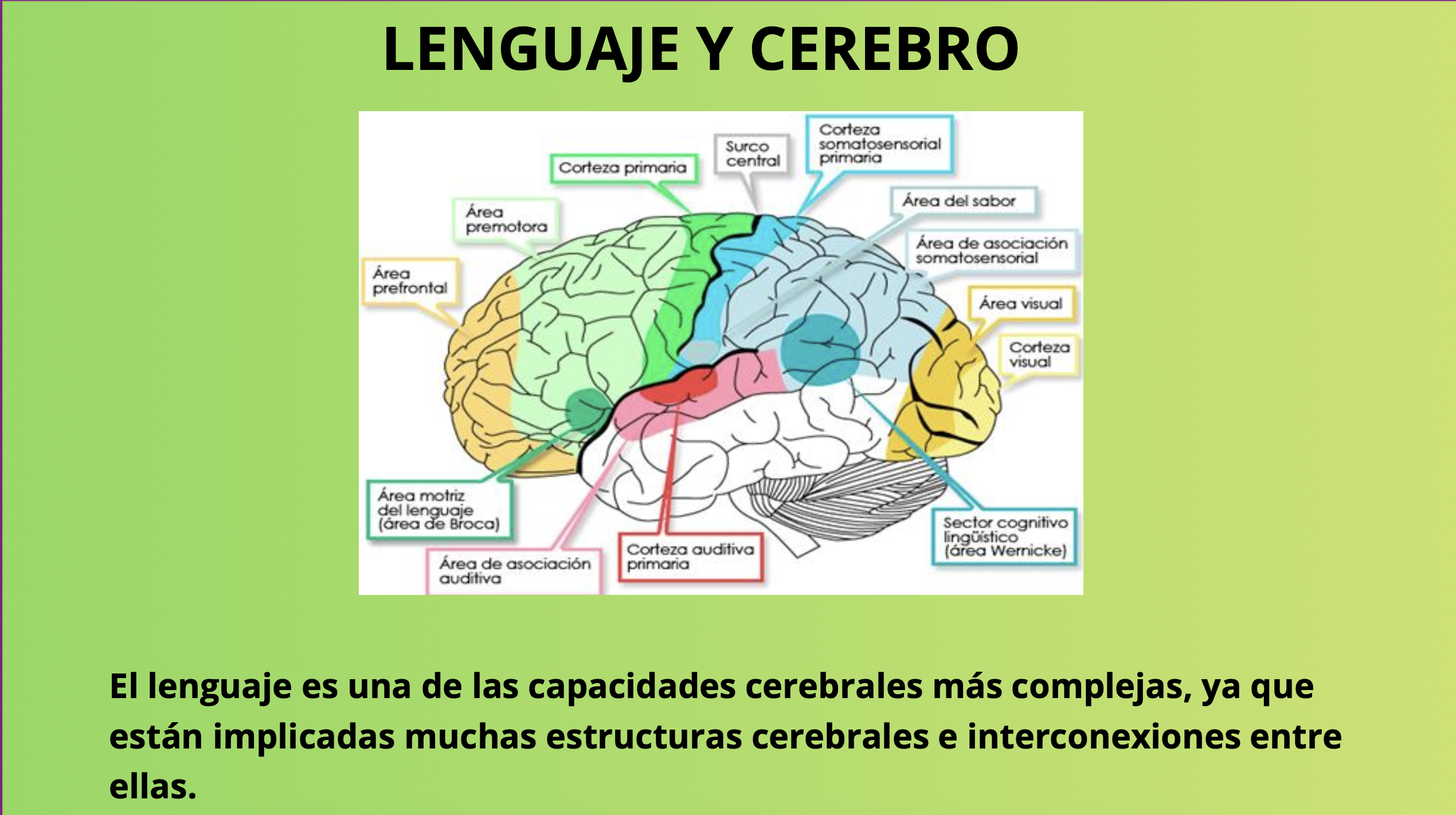 LENGUAJE Y CEREBRO